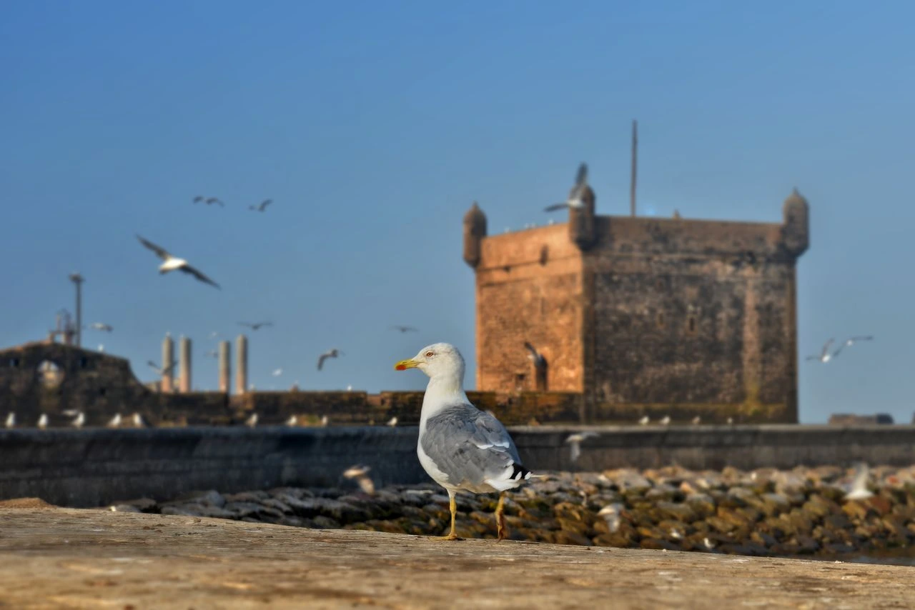 La Côte Atlantique du Maroc : entre océan, patrimoine et art de vivre