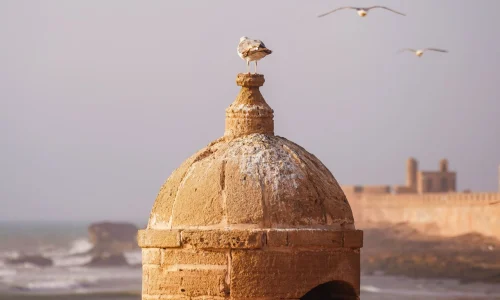 pexels-msaidi-38785624