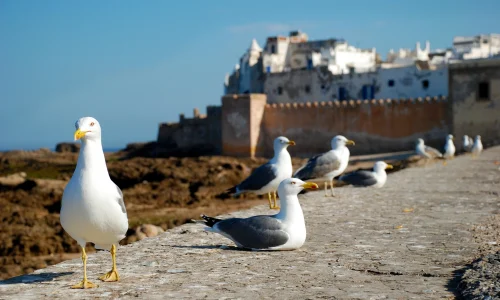 trapuzarra-essaouira-1953633_1920