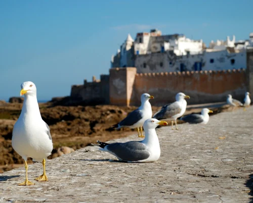 trapuzarra-essaouira-1953633_1920